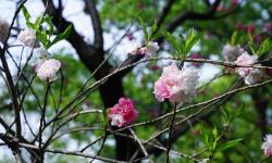 Featured image of post 春暖花开，去南京人挤人