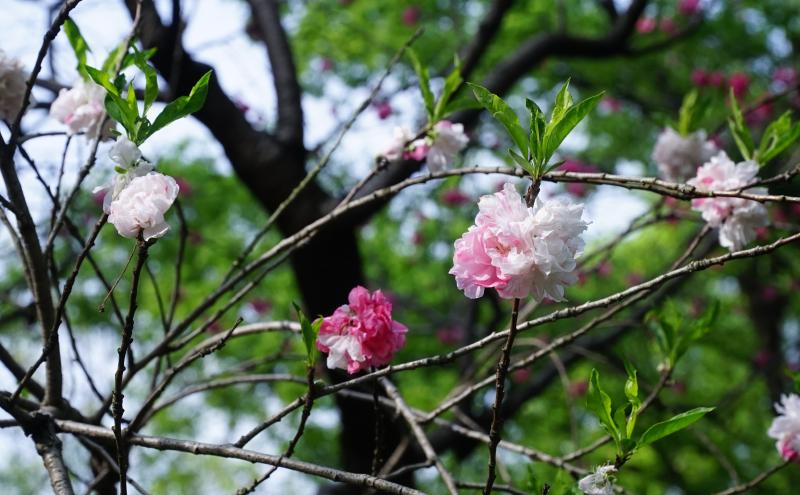 Featured image of post 春暖花开，去南京人挤人